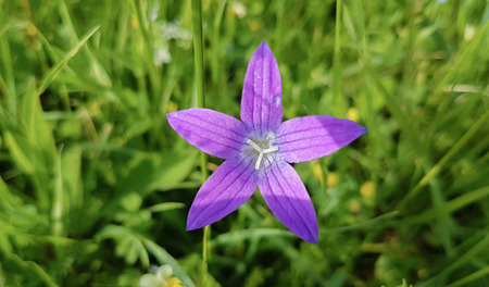 Purple Flowerの写真素材