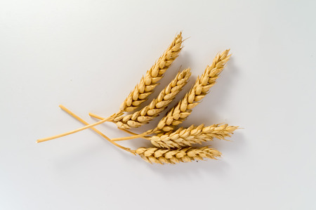 Yellow wheat on white backgroundの写真素材