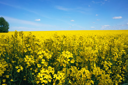 A field of yellow rape on a background of blue sky with clouds