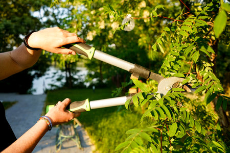 Person using pruning shears to cut the stem of the tree. Gardening.