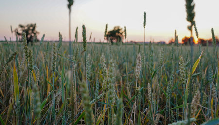 Sunset over the wheat field. Sunset at the farm.の写真素材