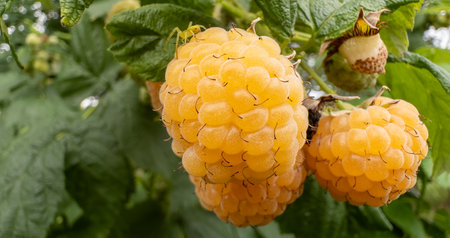Raspberry. Yellow raspberries on the bush. Ripe raspberries.