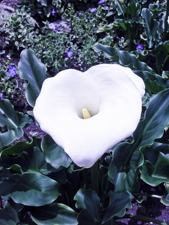 White flowerの写真素材