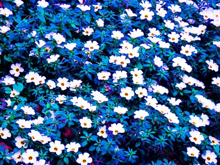 "Life or death?"の写真素材