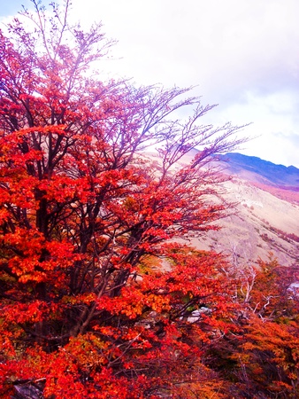 I love you red, and more の写真素材