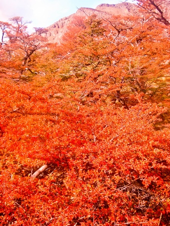 Combination of red and orange の写真素材