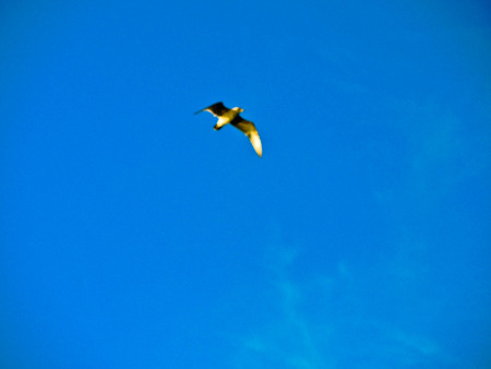 Intensely blue sky, and your bird の写真素材