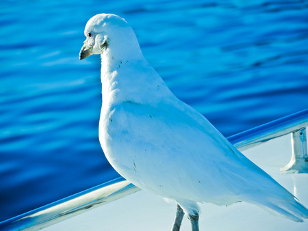 Bird of the sea in the end of the world の写真素材