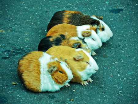 Animals on the road playing 