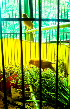 Two birds in cages.の写真素材