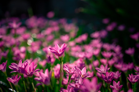 Pink flower field in springの写真素材