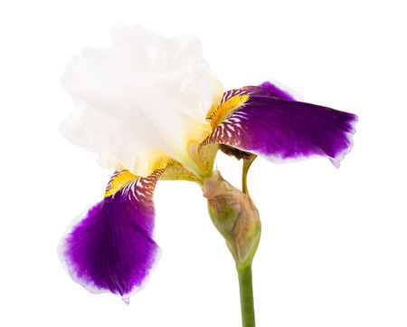 Iris's flower on a white background