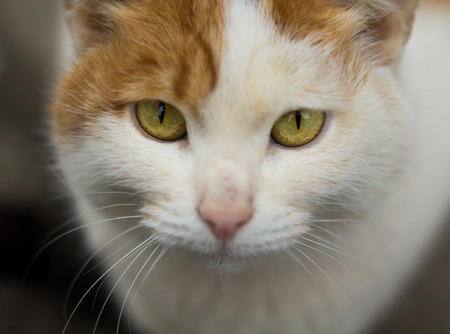 Red with white a cat on the streetの写真素材