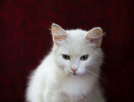 Kitten white in a chair on the street with the small depth of sharpnessの写真素材