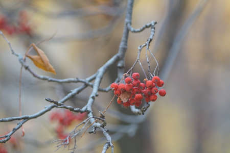 Full color horizontal photo. late autumn. Lush ripe bunches of mountain ash are illuminated by the...