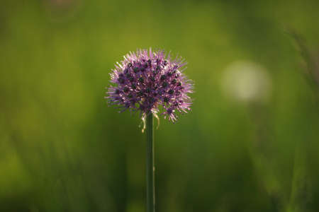 Full color horizontal photo. A large purple onion flower on a green blurred meadow background....