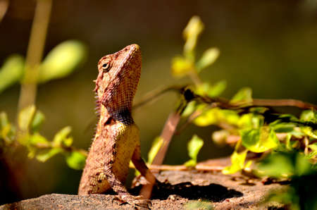 Dragonの写真素材