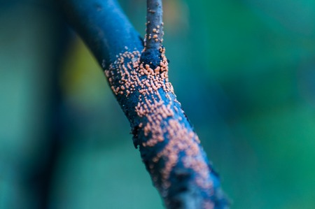 Macro tree trunk on cool background. Autumn nature.の写真素材
