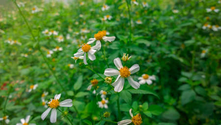 White flowersの写真素材
