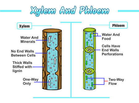 Xylem and phloem vector illustration. Labeled water, nutrient and mineral transportation scheme. Living tissue in vascular plants vector file, easy to edit, ready to use, colorful.のイラスト素材