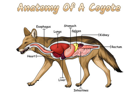 Anatomy of a dog. Vector illustration on isolated background.のイラスト素材