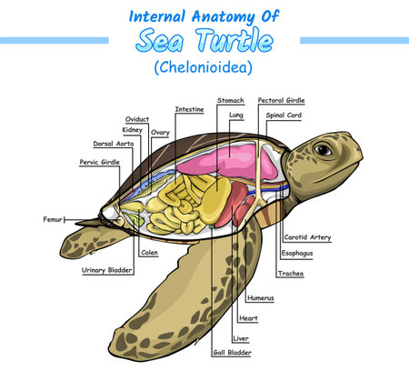 Sea Turtle internal identification guide vector illustration. internal Anatomy of Sea turtle Internal part of Sea turtle biology education about sea turtlesのイラスト素材