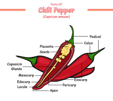 Chilli infographic. chili pepper structure diagram. chili pepper structure vector illustration. chili pepper education and parts. Vegetable education studyのイラスト素材