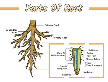 Diagram showing the root system of a plant. Education, editable, colored, biology, nature, cross...
