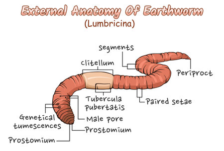 Illustration of the external anatomy of an earthworm. 
The outer part of the earthworm. Helminthology. 
Biology education about earthwormsのイラスト素材