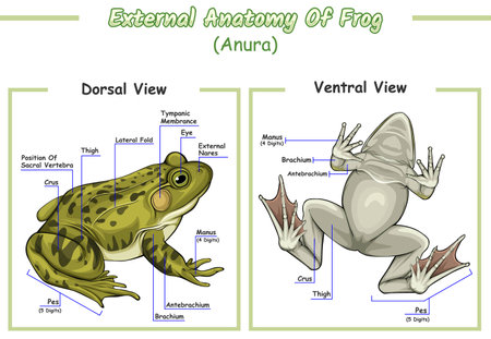 An illustration of the educational anatomy of a frog
An illustration of the educational anatomy of a frog. Illustration of the external anatomy of a frog The outer part of the frogのイラスト素材