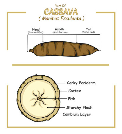 Cassava. Infographics of cassava. Vector illustration.のイラスト素材