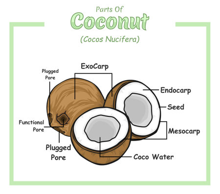 Coconut infographics, Coconut structure diagram. Coconut structure vector illustration. Coconut education and parts. Vegetable education study.のイラスト素材