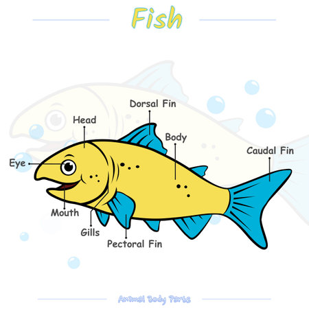 cartoon animal diagram. Vector illustration of a fish. Can be used for education, training, presentation.のイラスト素材