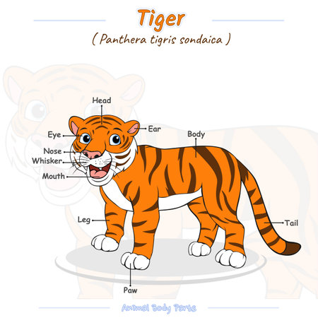 cartoon animal diagram. Vector illustration of a tiger. Can be used for education, training, presentation.のイラスト素材