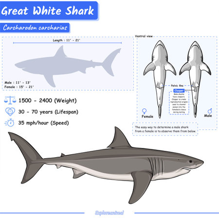 Diagram showing parts of a great white shark.
infographic about great white shark anatomy, identification and description.
Can be used for topics like biology, zoology.のイラスト素材