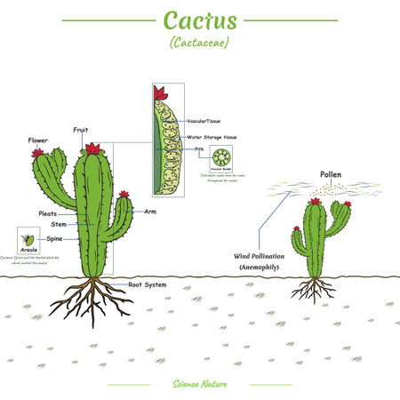 A diagram that showing about structure of cactus and pollination process.
vector, ready to use, ready to print.
Can be used for topics like biology or education poster.のイラスト素材