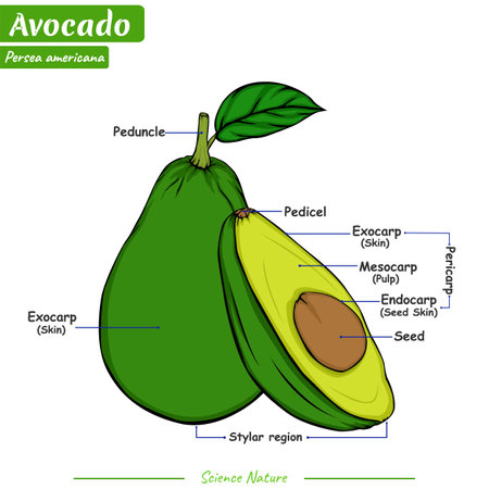 Avocado. The structure of the avocado. Vector illustration on a white background. Can be used for topics like biology or education poster.のイラスト素材