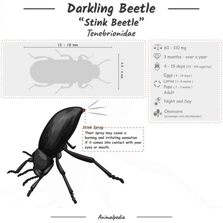 Diagram showing parts of a Beetle. infographic about Darkling Beetle or stink beetle anatomy,...
