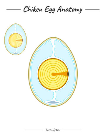 Chicken egg anatomy template. template for information about egg anatomy, parts of egg. for educational content, teaching, presentation. with a simple designのイラスト素材
