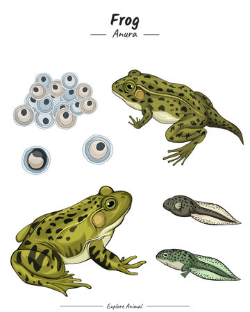 Frog Package. set of Frog illustration. showing different phases and development stages including newborn cub adolescent and adult Frogのイラスト素材