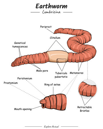 Earthworm External anatomy. Diagram showing parts of a Earthworm. for biology science educationのイラスト素材