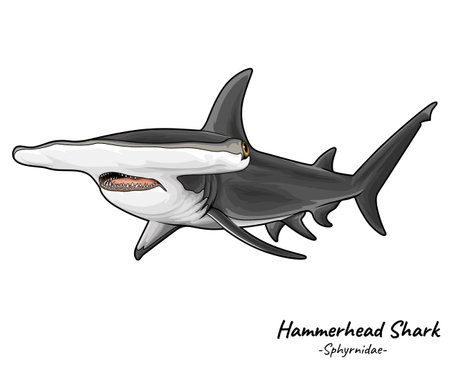 Hammerhead shark Sphyrnidae illustration. Marine animal isolated. Marine tertiary consumer illustrationのイラスト素材
