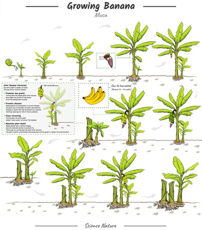 Banana tree growth stages infographic elements. growing Banana tree illustration from seed to be harvested in vector. Can be used for topics like biology or education poster.のイラスト素材