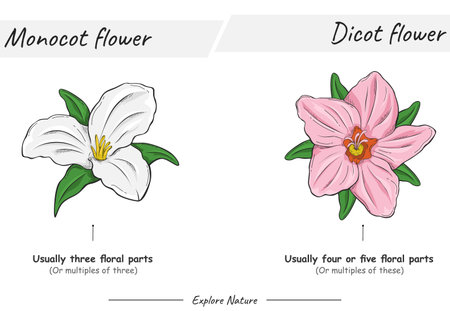 Difference between monocot and dicot flower. for scientific illustrations, educational materials, botanical articlesのイラスト素材