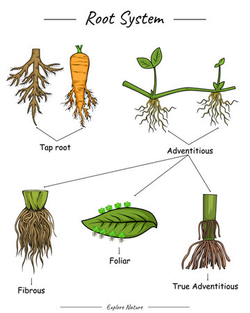 Root system. Shows different types of roots. for scientific illustrations, educational materials, botanical articles, or projects that require visualization of roots.のイラスト素材