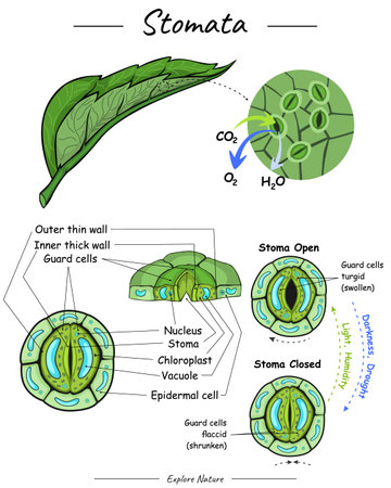 Stomata function and illustration. contains information about how stomata work and the function of their parts in leaves. Can be used for topics like biology, zoology, poster.のイラスト素材