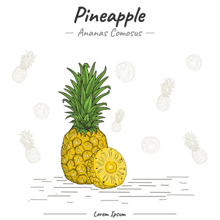 Pineapple illustration with line art. Set of Pineapple. Hand drawn Pineapple. Vector illustration....