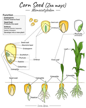 Zea mays corn seed monocotyledon structure, function and development. Shows the the inside and outside of corn seed. for scientific illustrations, educational materialsのイラスト素材