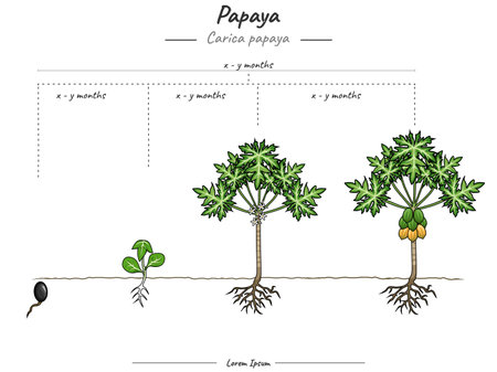 Papaya plant growth stages infographic elements. Growing stage Papaya plant template. time to grow a Papaya plant and its explanation.のイラスト素材