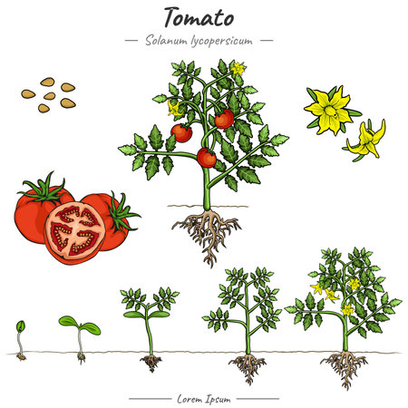 Tomato plant Package. set of growing tomato tree illustration from seed to be tomato tree in vector.のイラスト素材
